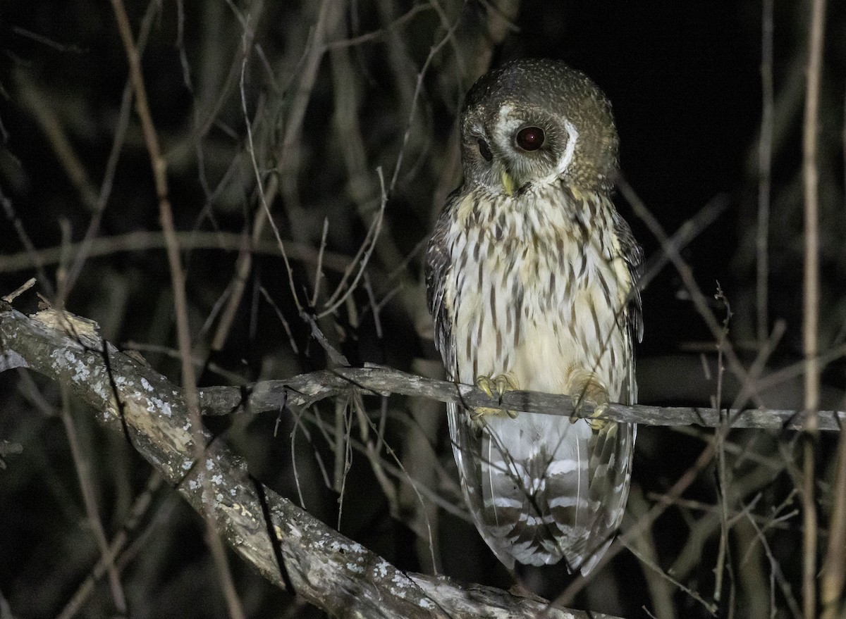 Mottled Owl (Mottled) - ML611432819