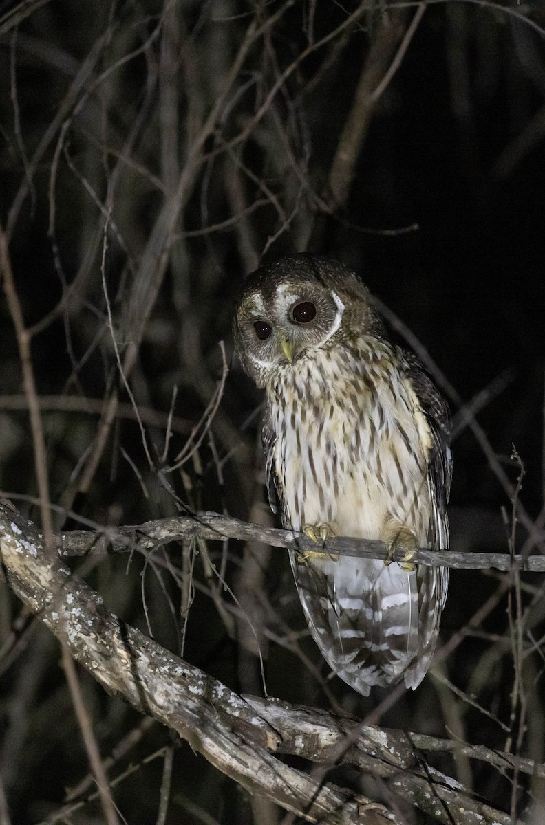 Mottled Owl (Mottled) - ML611432820