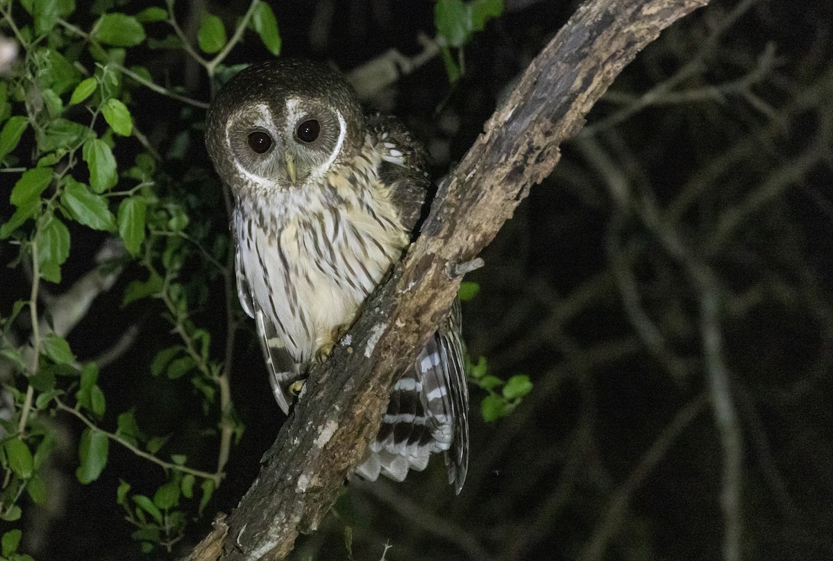 Mottled Owl (Mottled) - ML611432822