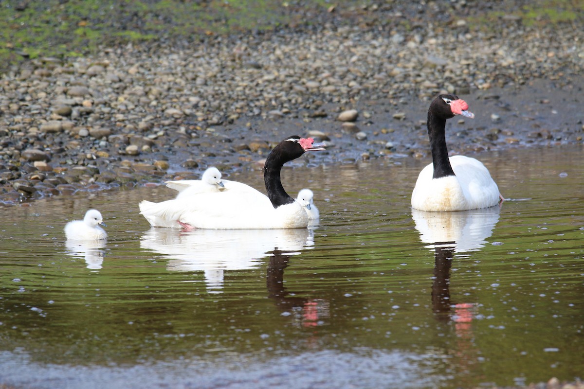 Black-necked Swan - ML611432862