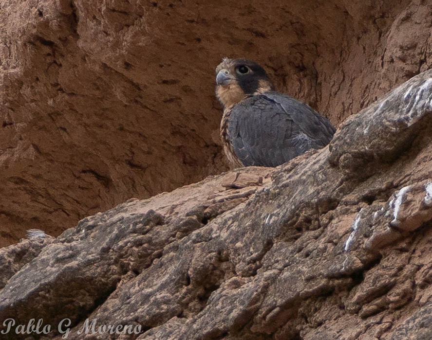 Peregrine Falcon (South American) - ML611432977