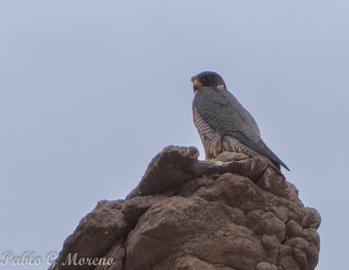 Peregrine Falcon (South American) - ML611432978