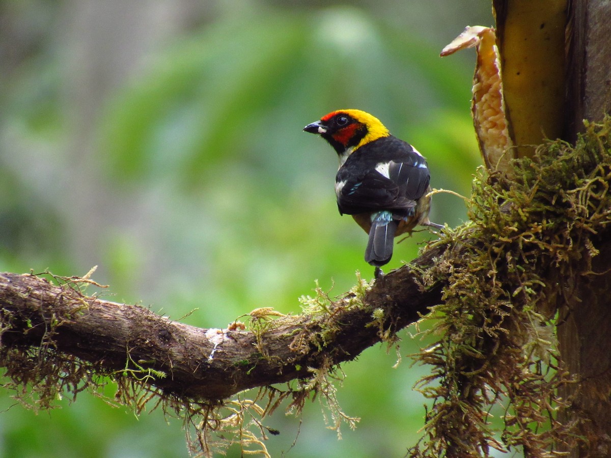 Flame-faced Tanager (Flame-faced) - ML611433491