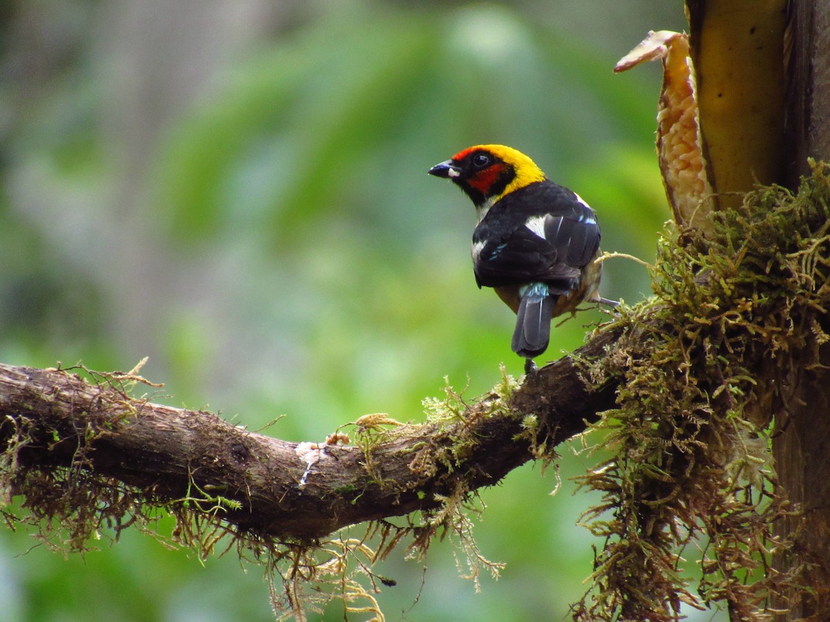 Flame-faced Tanager (Flame-faced) - ML611433492