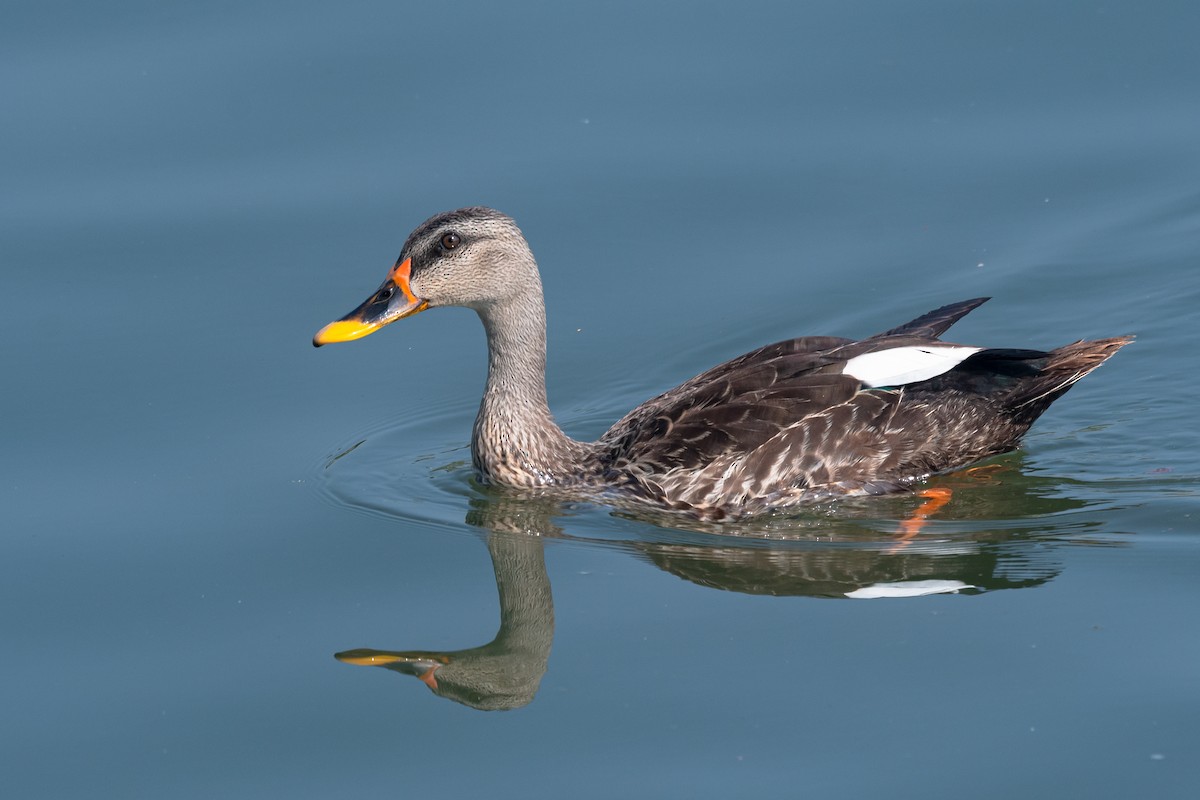 Indian Spot-billed Duck - ML611433632