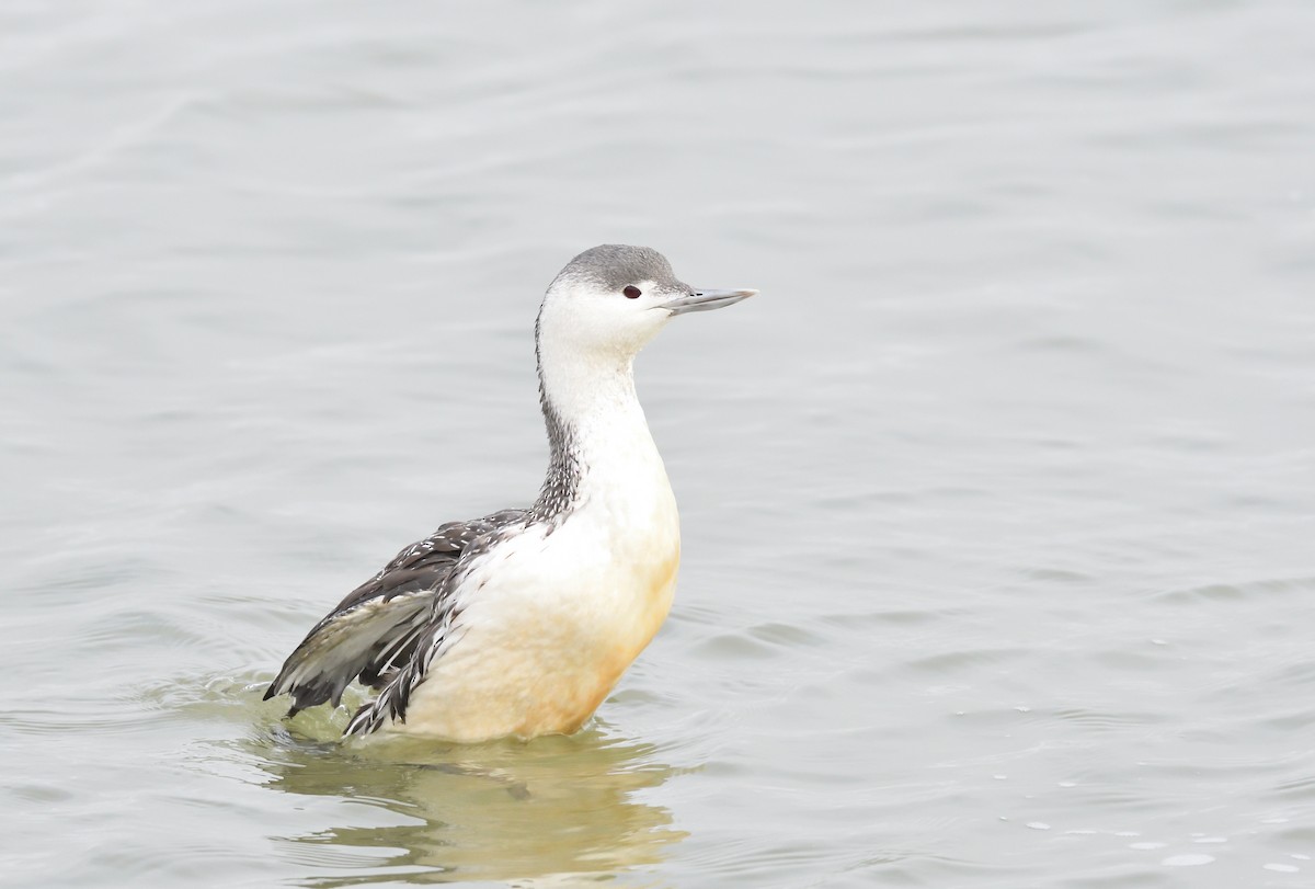 Red-throated Loon - ML611433726