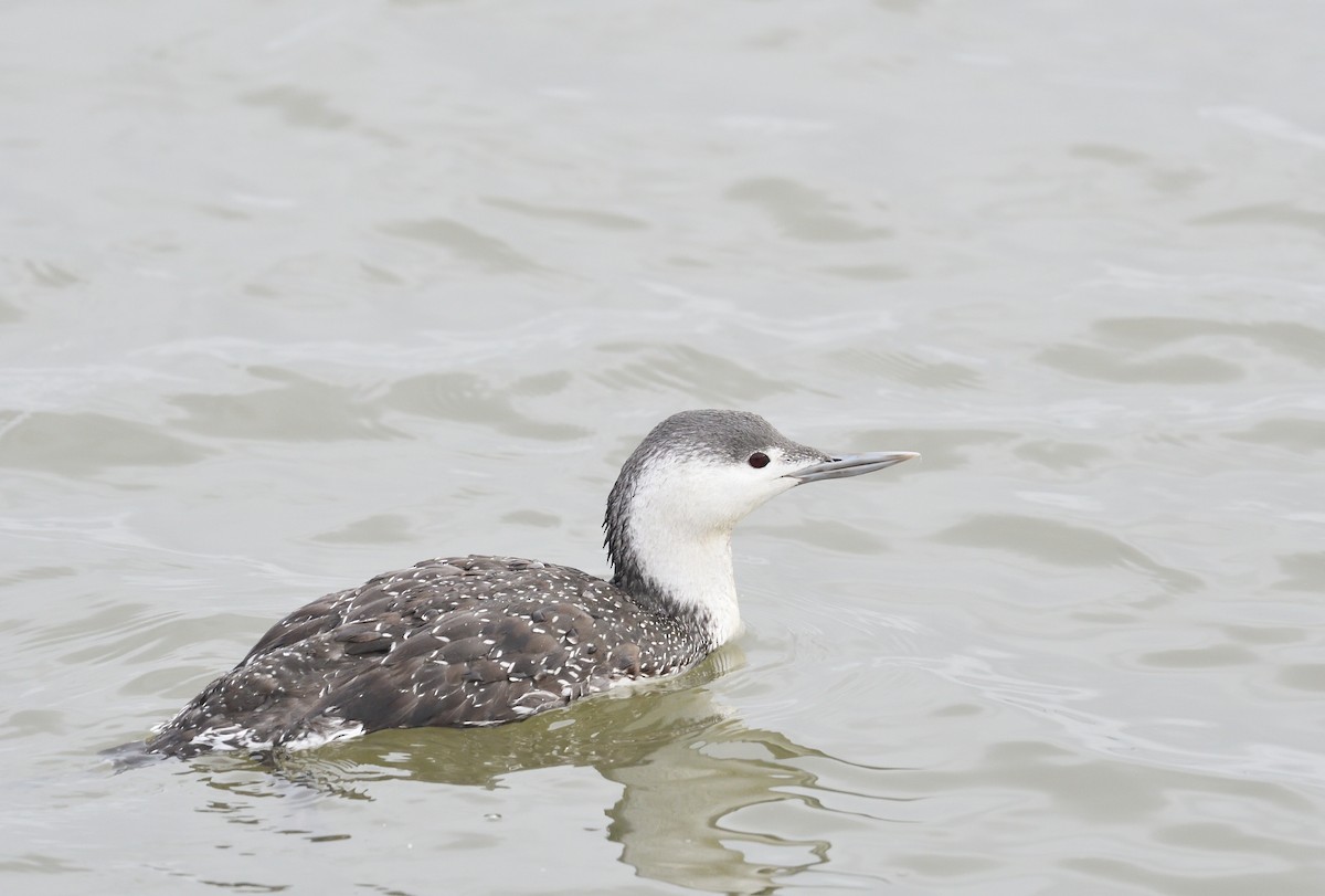 Red-throated Loon - ML611433727