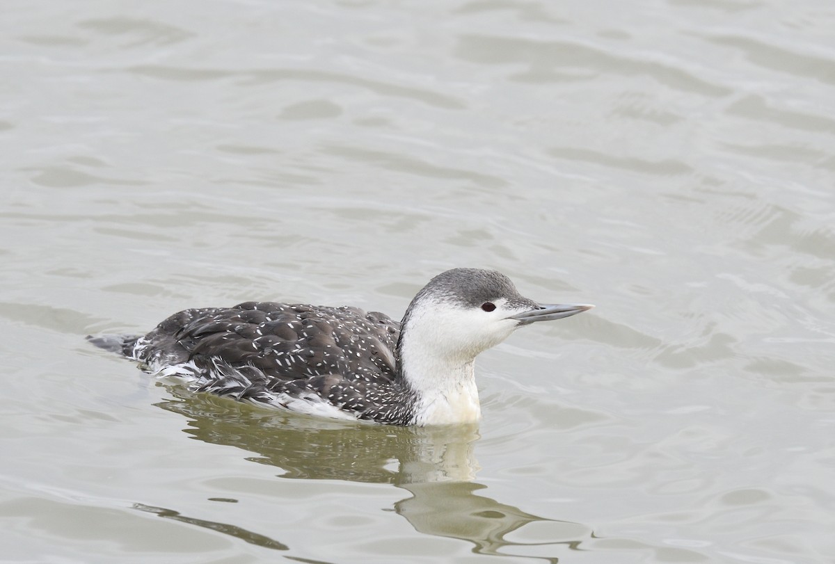 Red-throated Loon - ML611433728