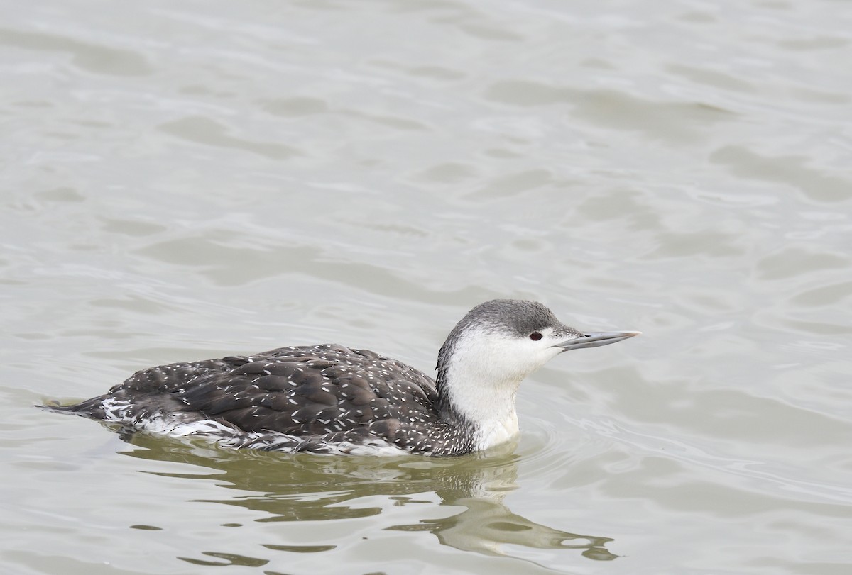 Red-throated Loon - ML611433729
