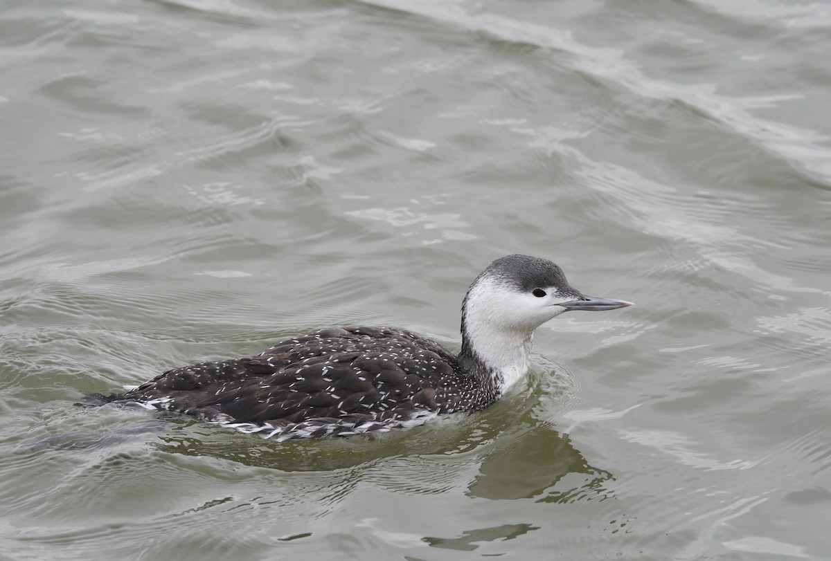Red-throated Loon - ML611433730