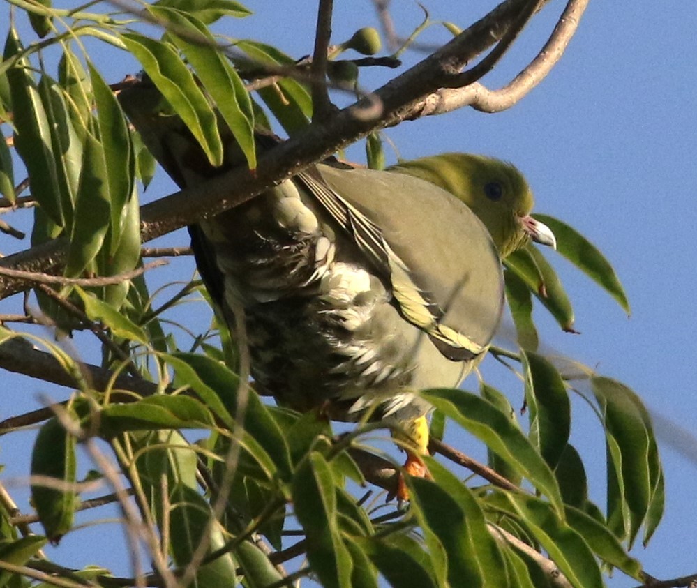 Madagascar Green-Pigeon - ML611433828