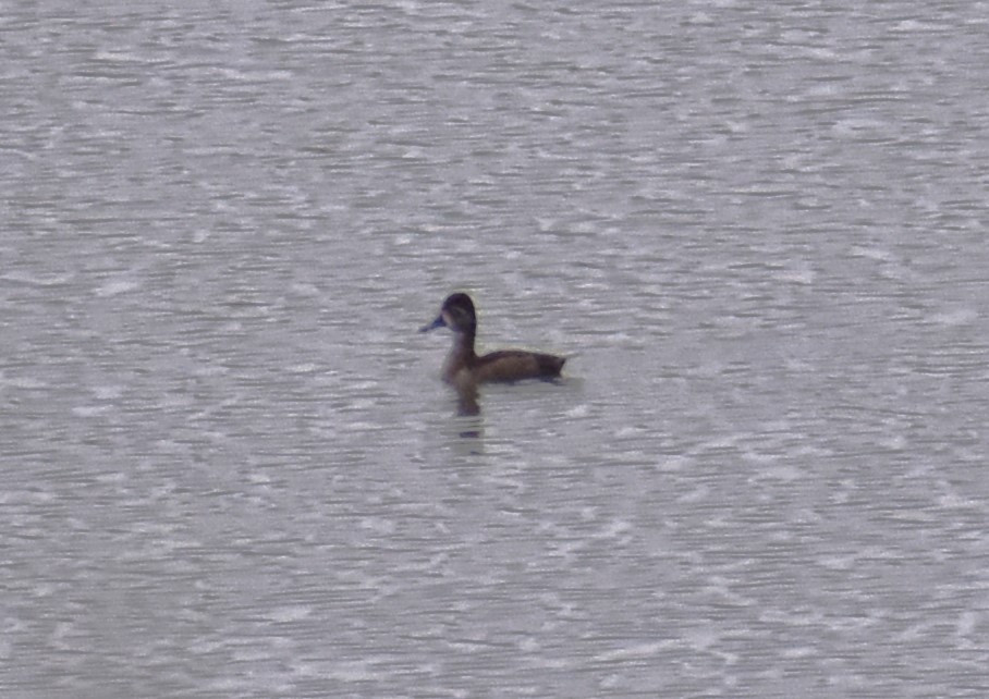 eBird Checklist 22 Nov 2023 Wood Dale Reservoir 33 species