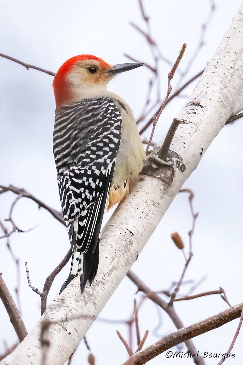 Red-bellied Woodpecker - ML611434008
