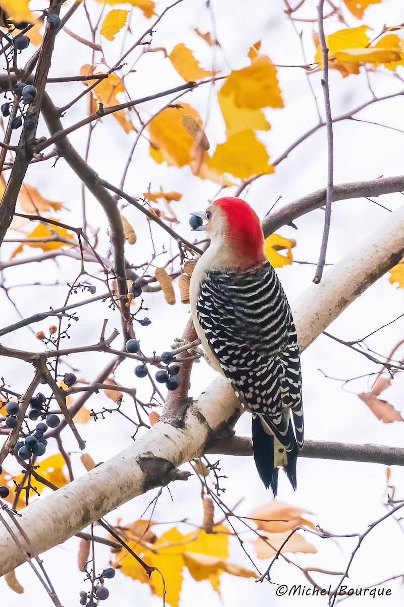 Red-bellied Woodpecker - ML611434010