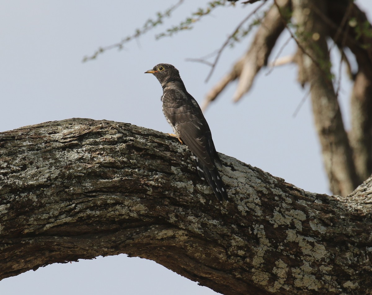 African Cuckoo - ML611434185