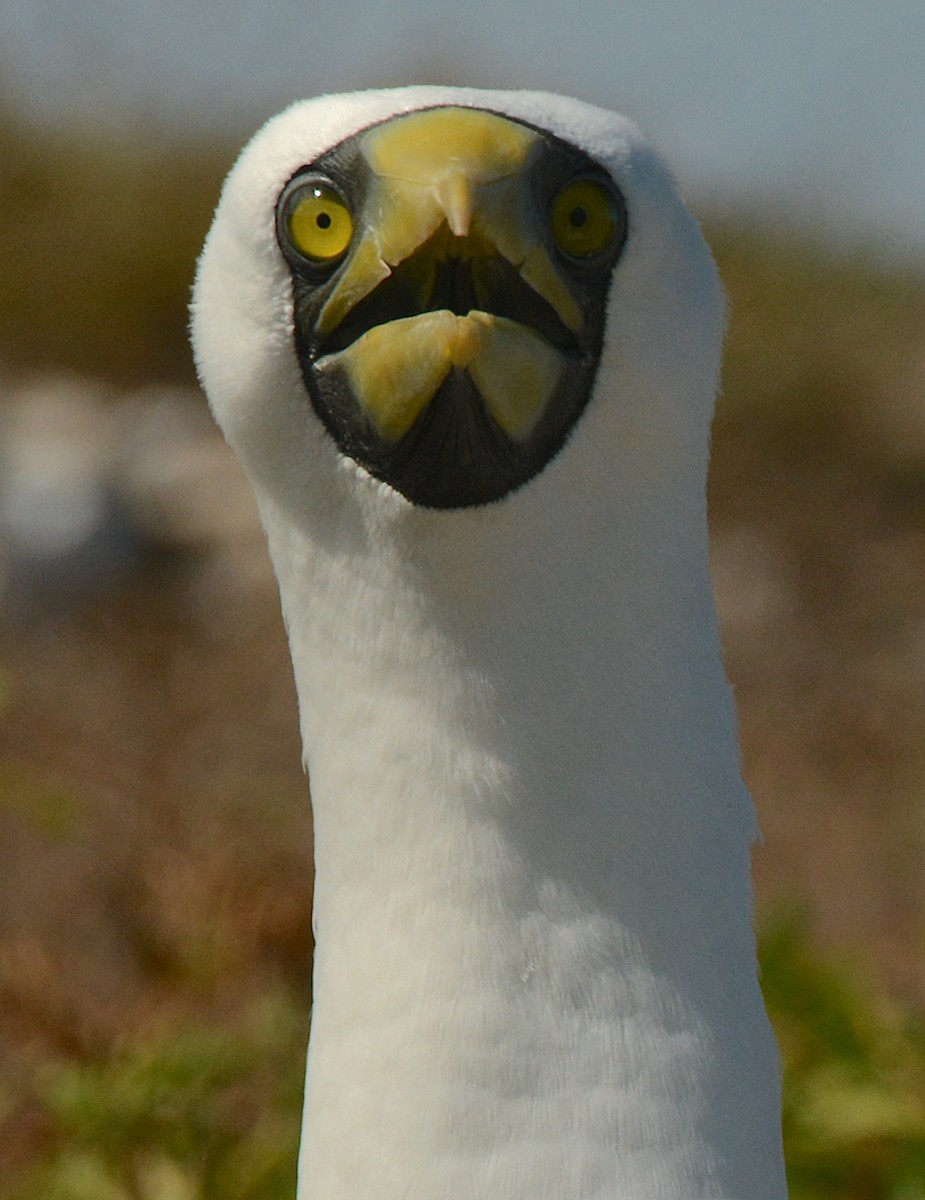 Masked Booby - ML611434345