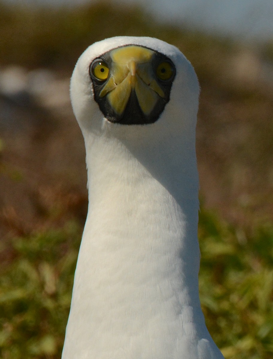 Masked Booby - ML611434346