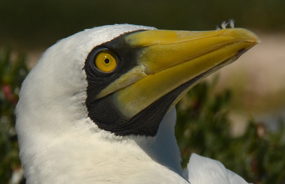 Masked Booby - ML611434370