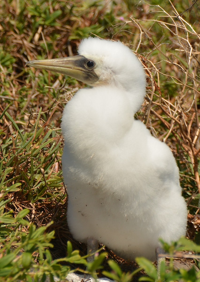 Masked Booby - ML611434397
