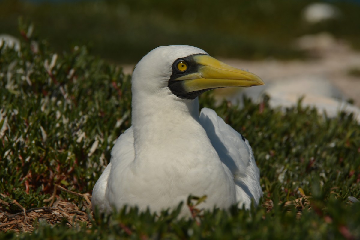 Masked Booby - ML611434399
