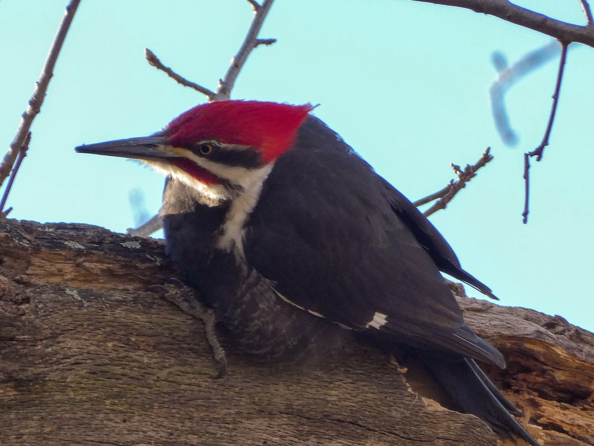 Pileated Woodpecker - ML611434810