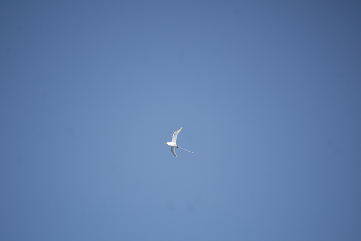 White-tailed Tropicbird - ML611434939