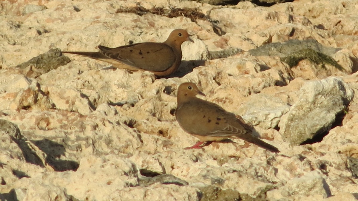 Ebird Caribbean Checklist Nov Alamar Playa Del Chivo Species