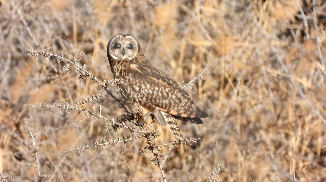 Short-eared Owl - ML611435289