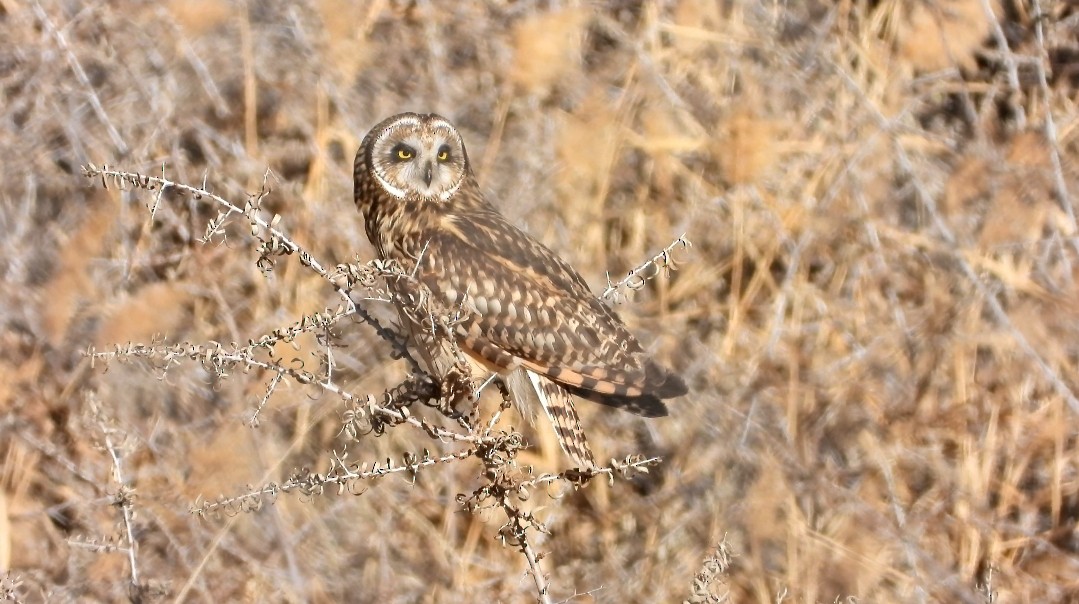 Short-eared Owl - Choldan Gasha