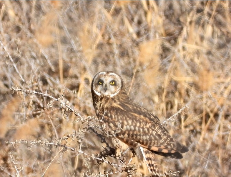 Short-eared Owl - ML611435291