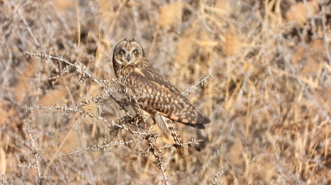 Short-eared Owl - ML611435292