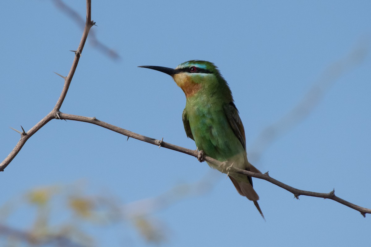 Blue-cheeked Bee-eater - ML611435339