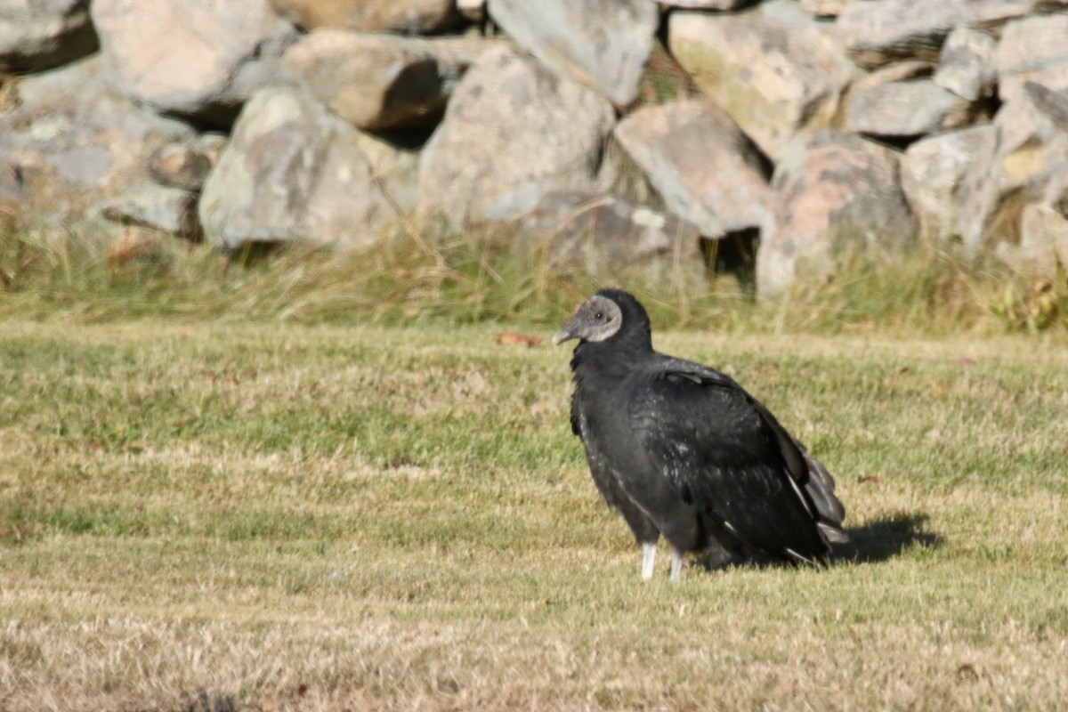 Black Vulture - ML611435606