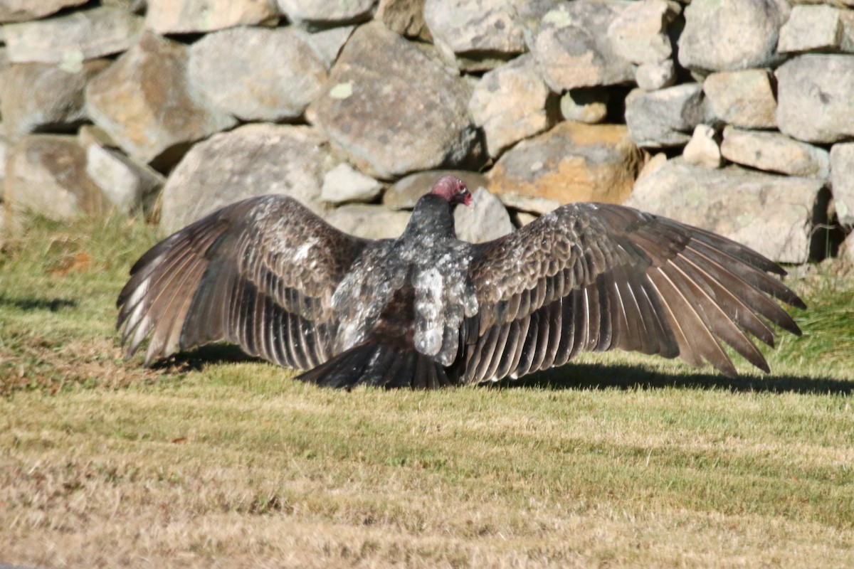 Turkey Vulture - Rick Newton