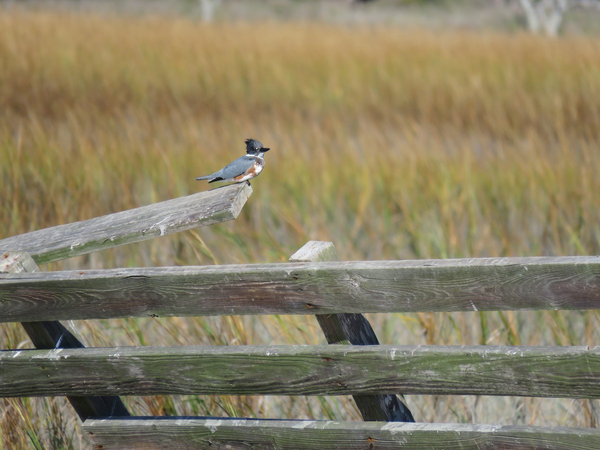 Belted Kingfisher - ML611436004