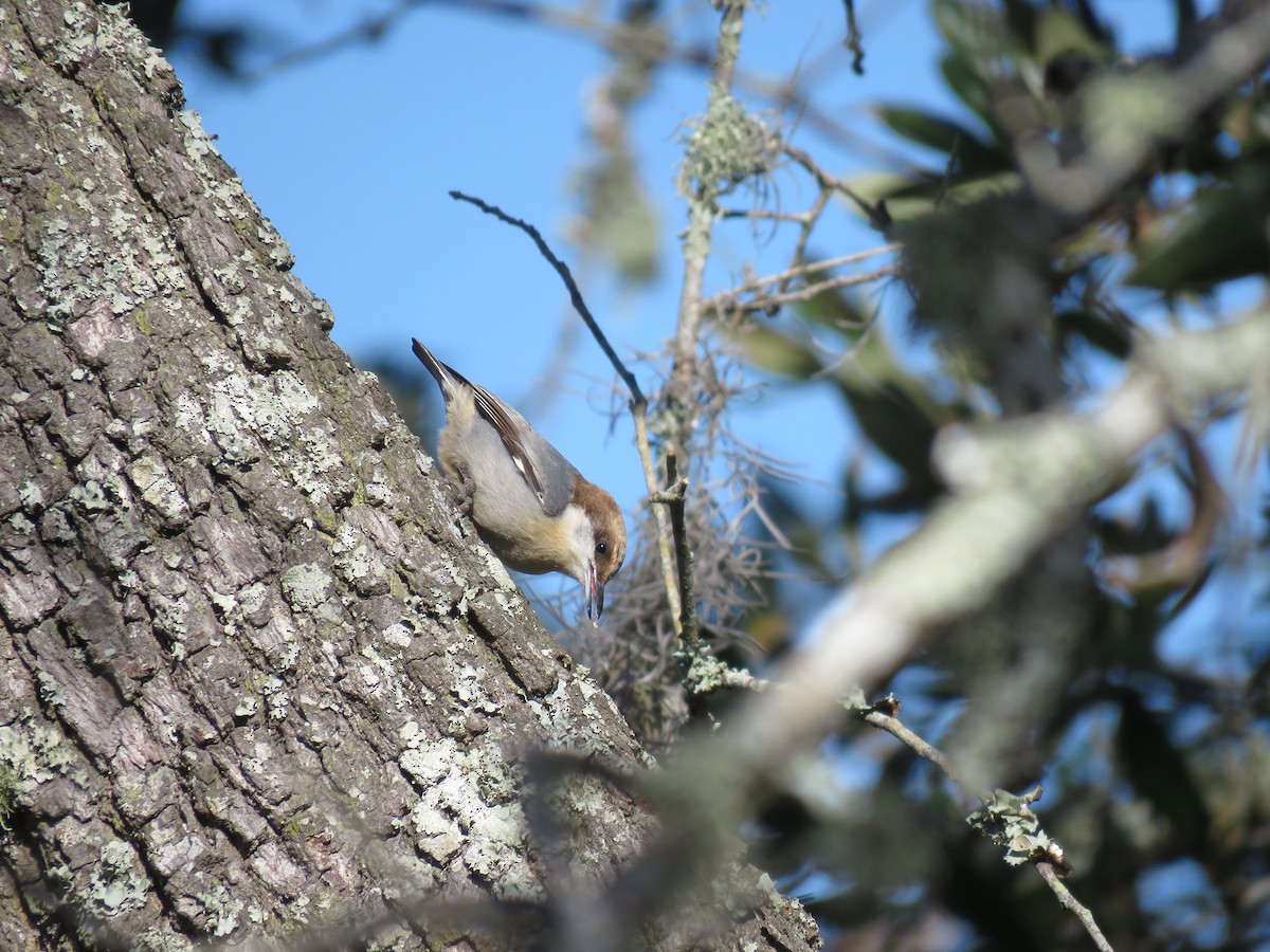 Brown-headed Nuthatch - ML611436015