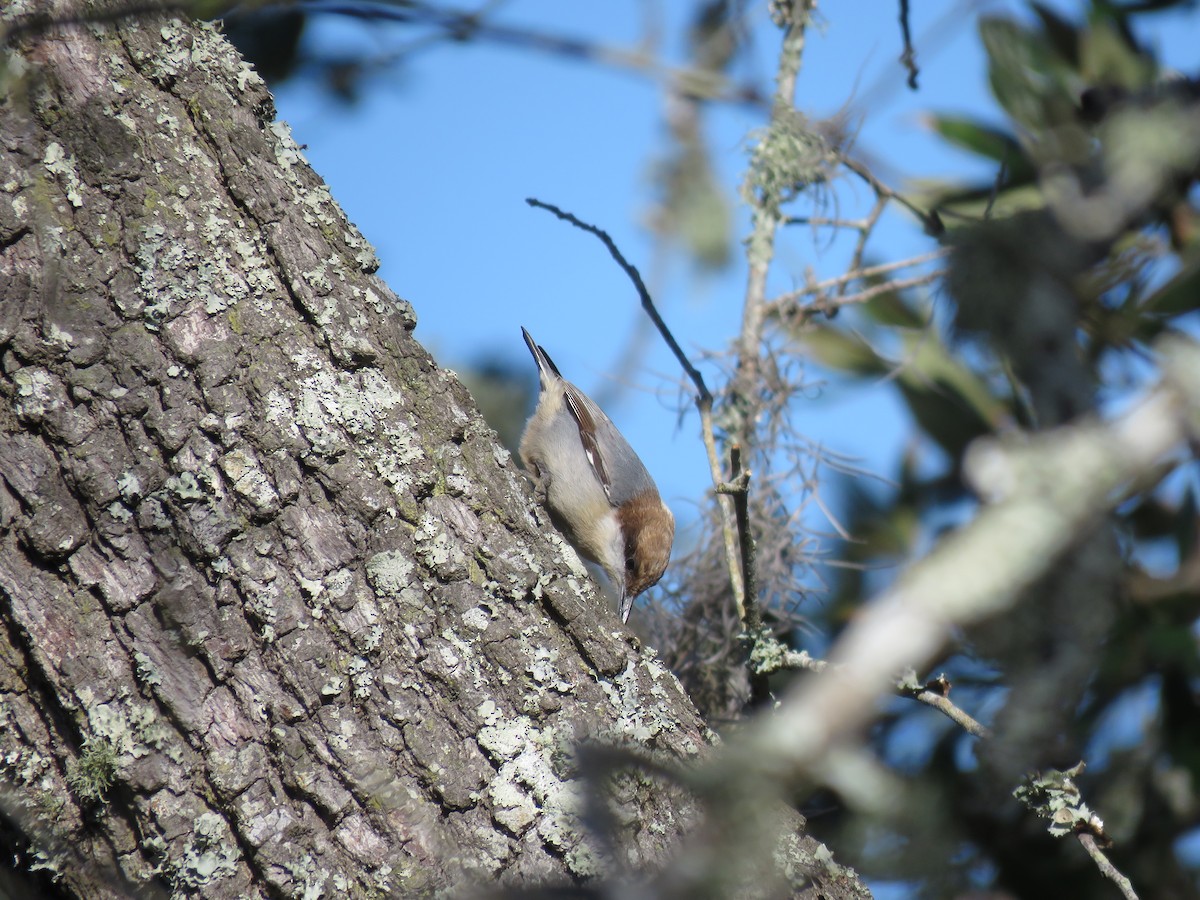 Brown-headed Nuthatch - ML611436016