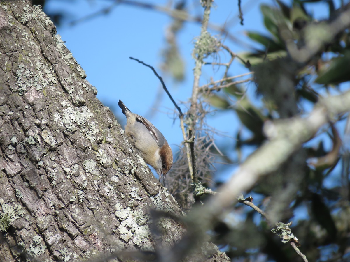 Brown-headed Nuthatch - ML611436017
