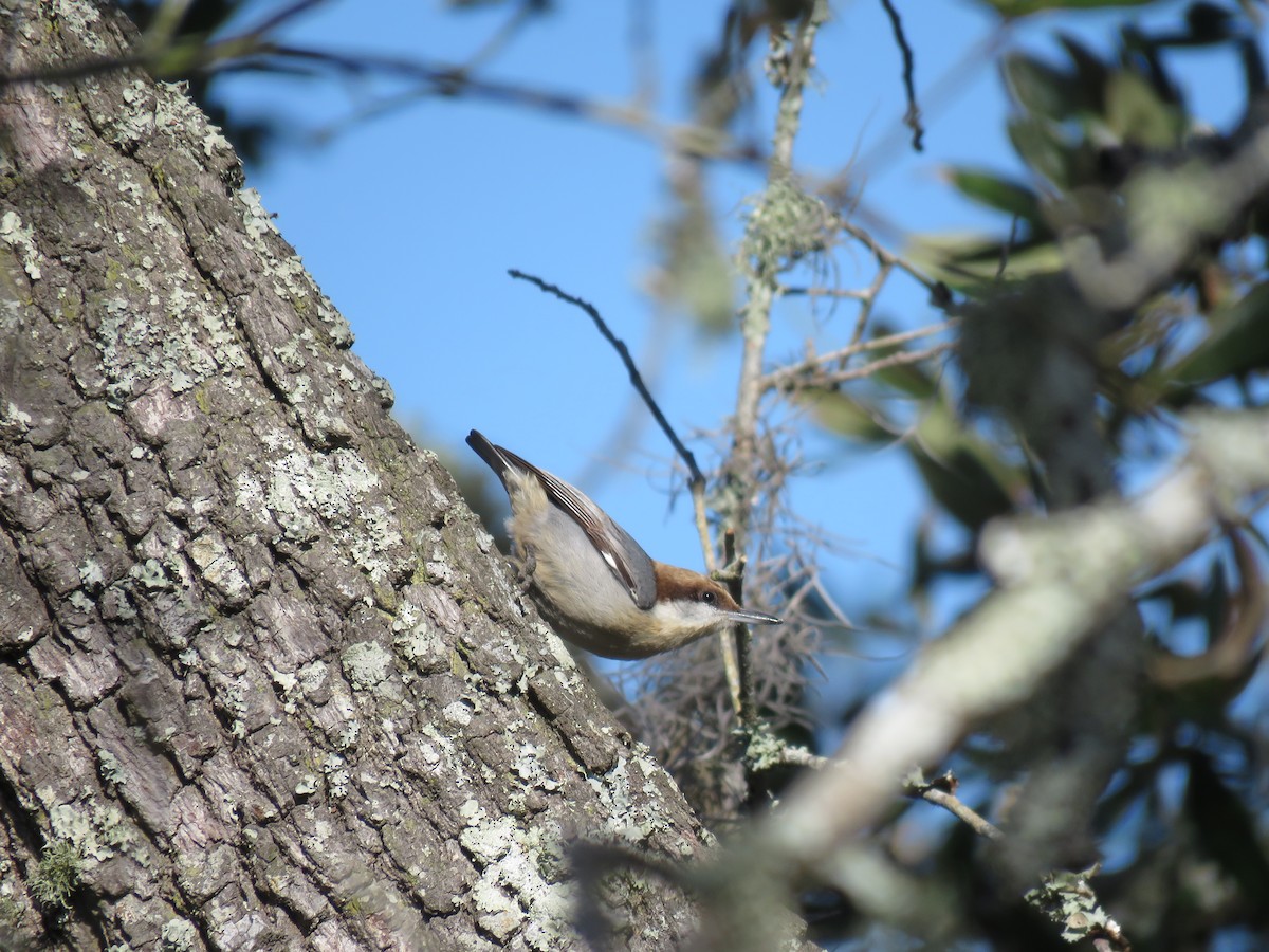 Brown-headed Nuthatch - ML611436018