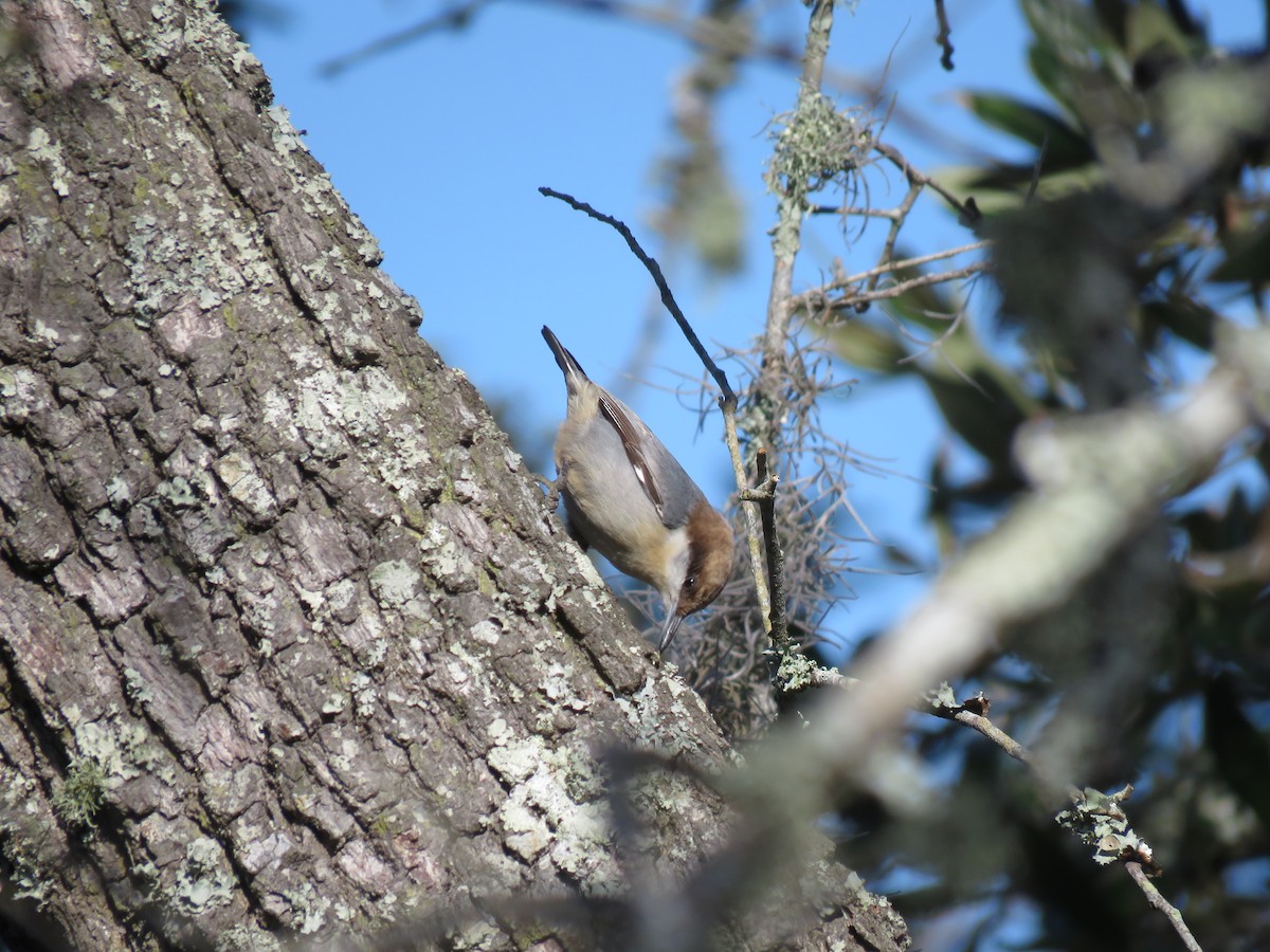 Brown-headed Nuthatch - ML611436019