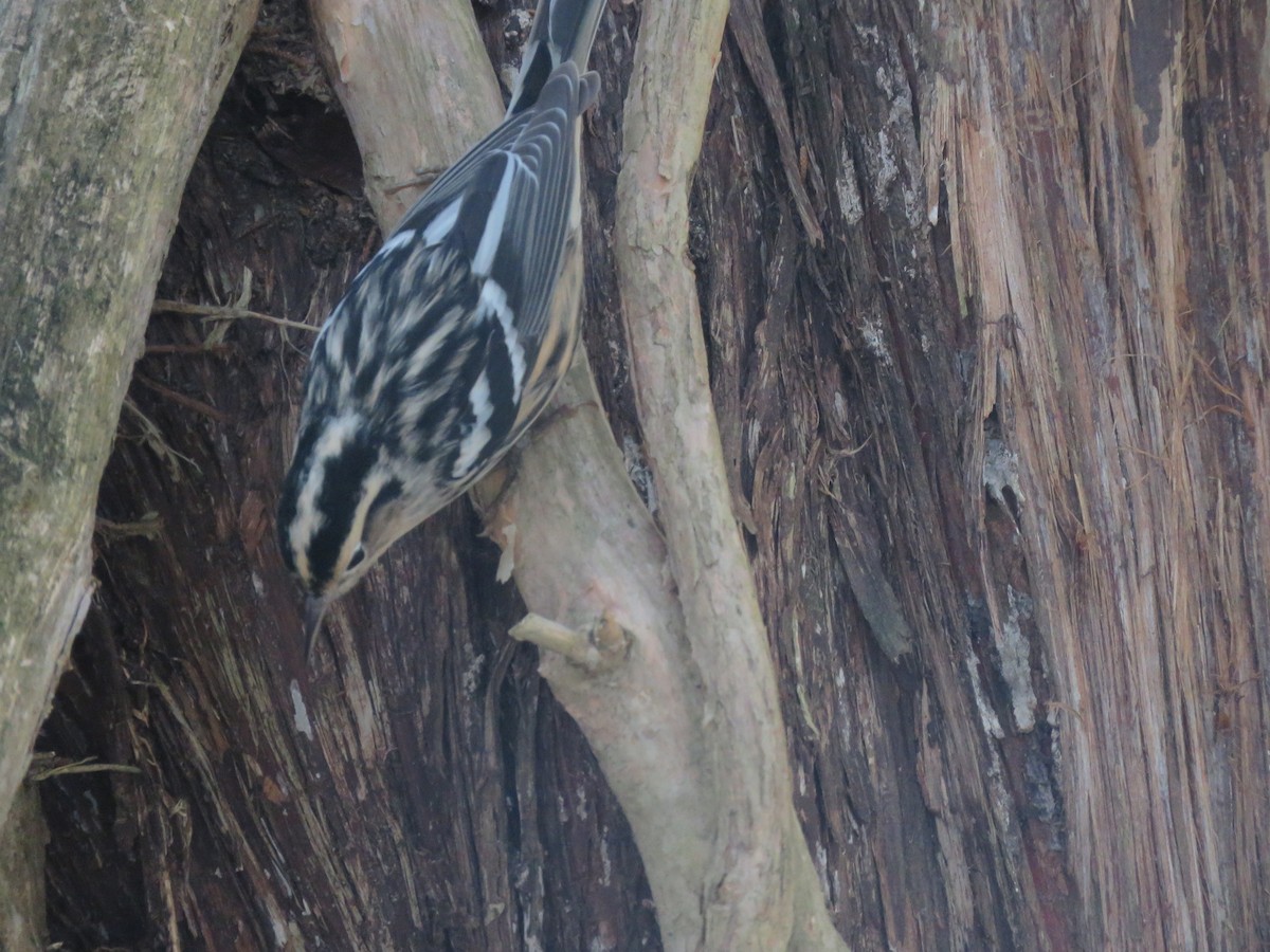 Black-and-white Warbler - ML611436105