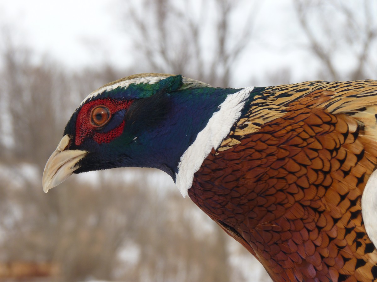Ring-necked Pheasant - Wieland Heim