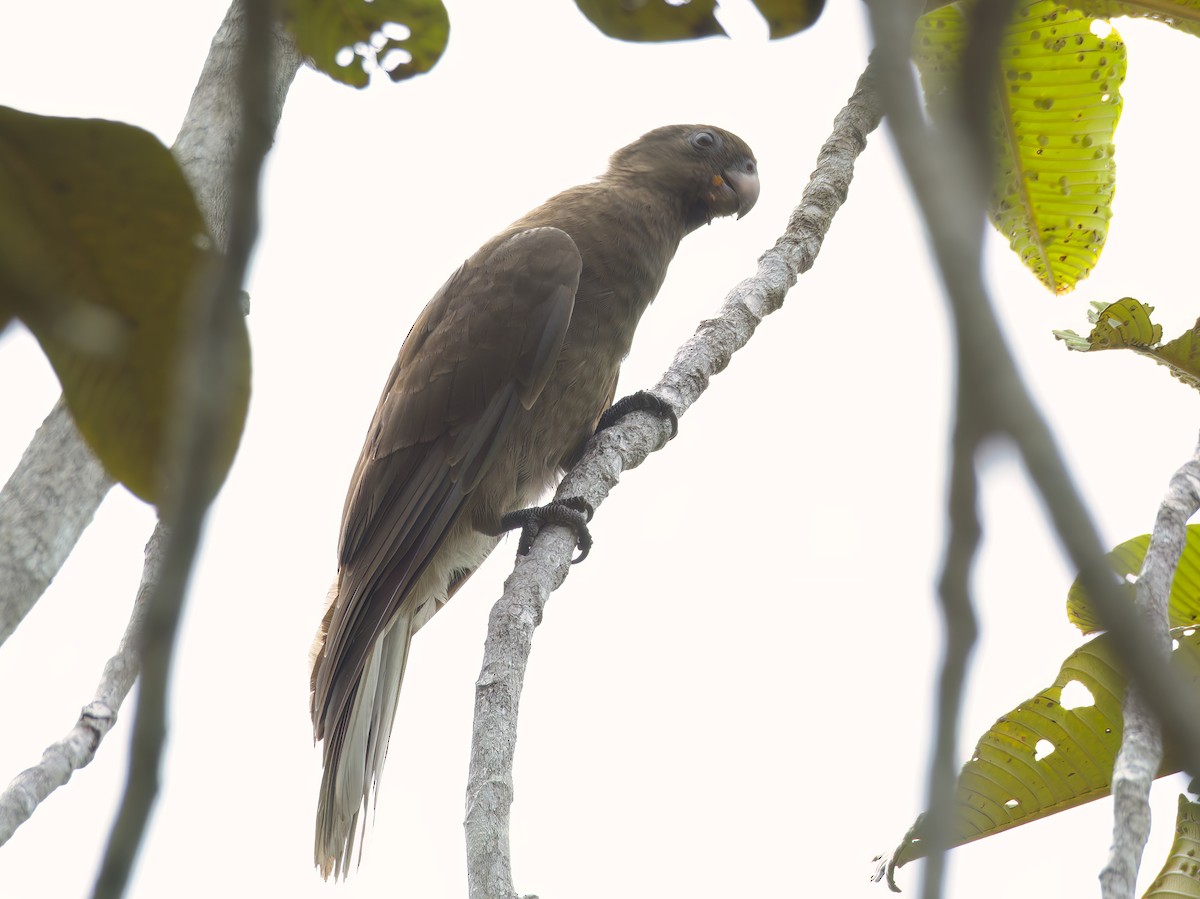 Seychelles Parrot - Olivier Coucelos