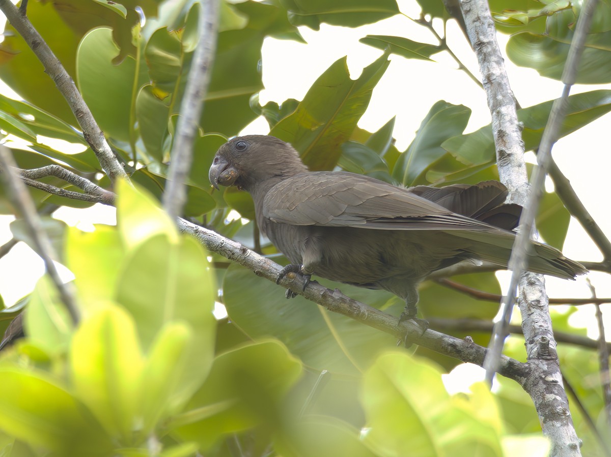Seychelles Parrot - ML611436347