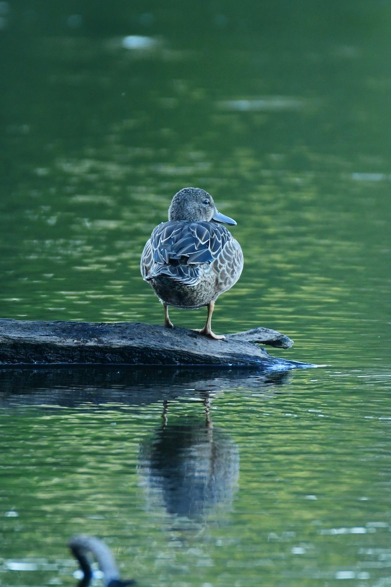 Blue-winged Teal - ML611436412