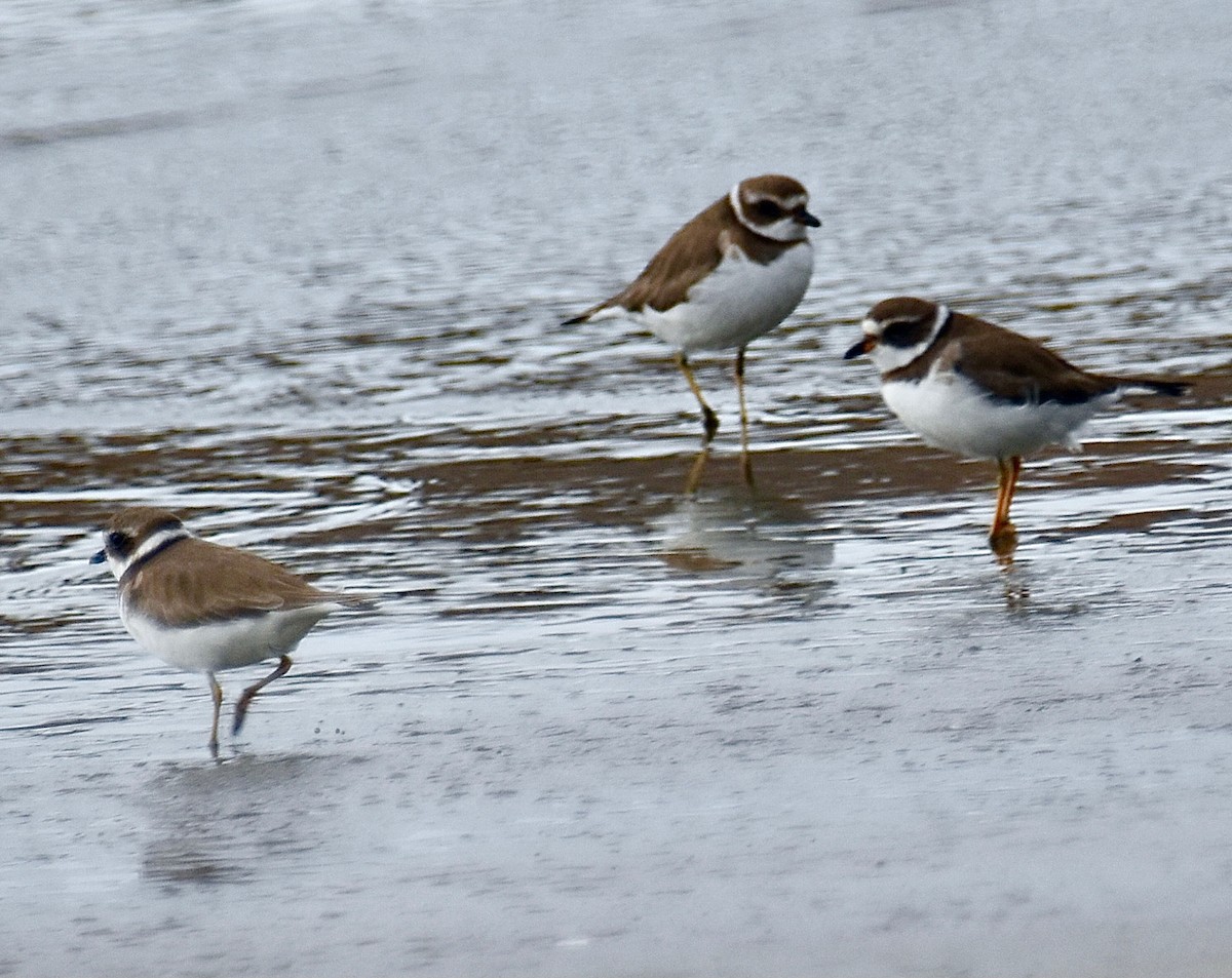 Semipalmated Plover - ML611436538