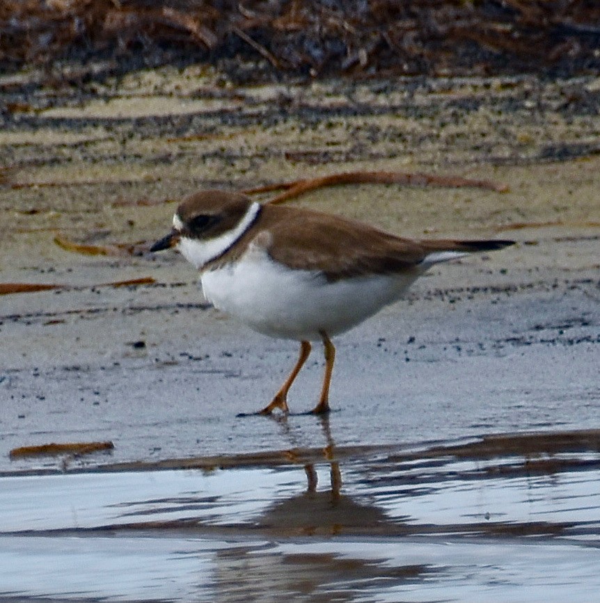 Semipalmated Plover - ML611436540