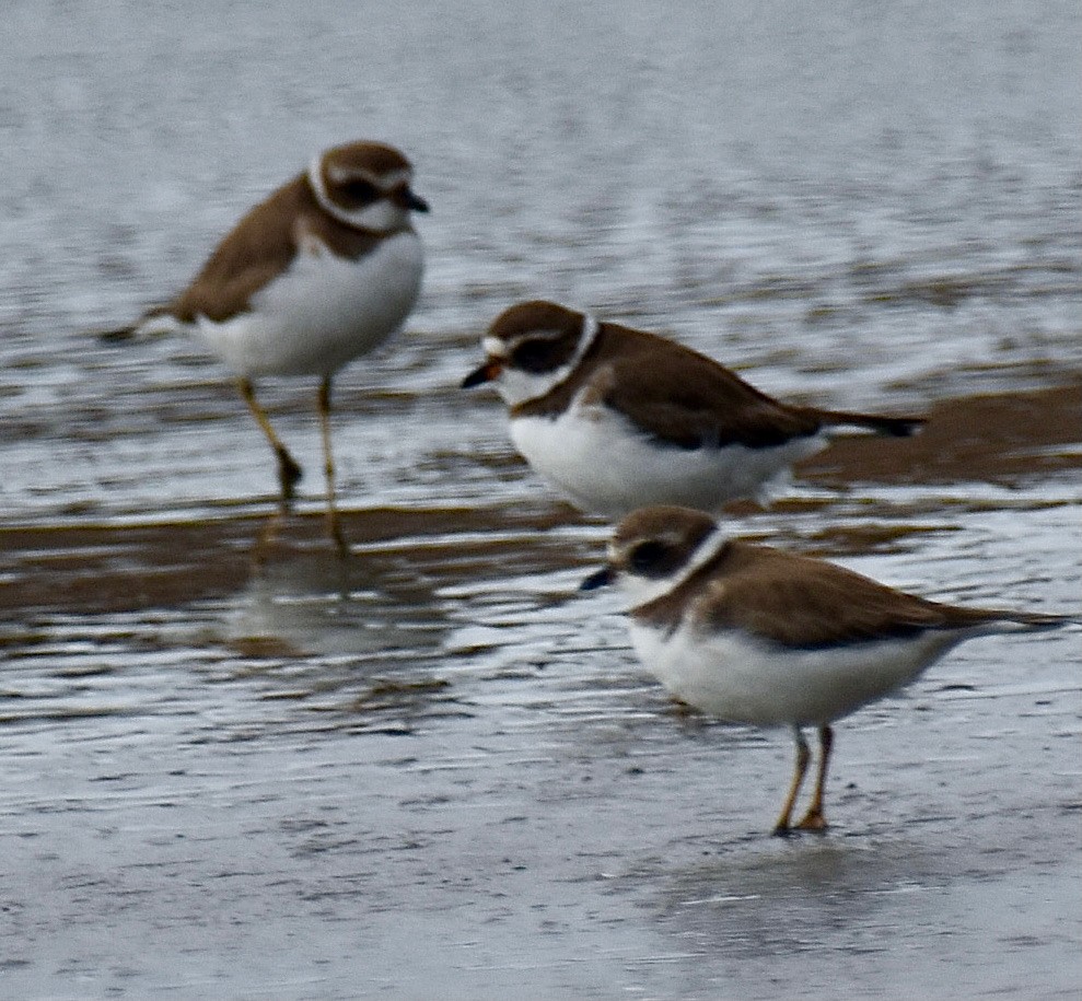 Semipalmated Plover - ML611436542