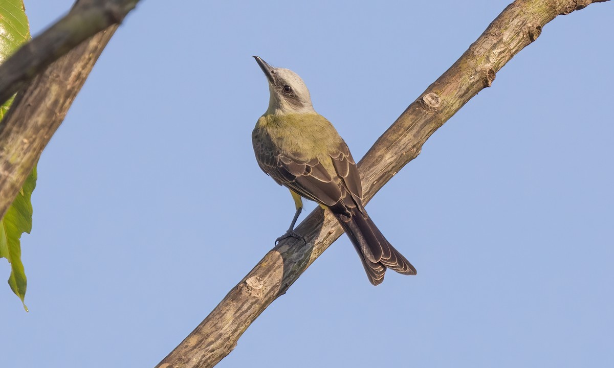 White-throated Kingbird - Paul Fenwick
