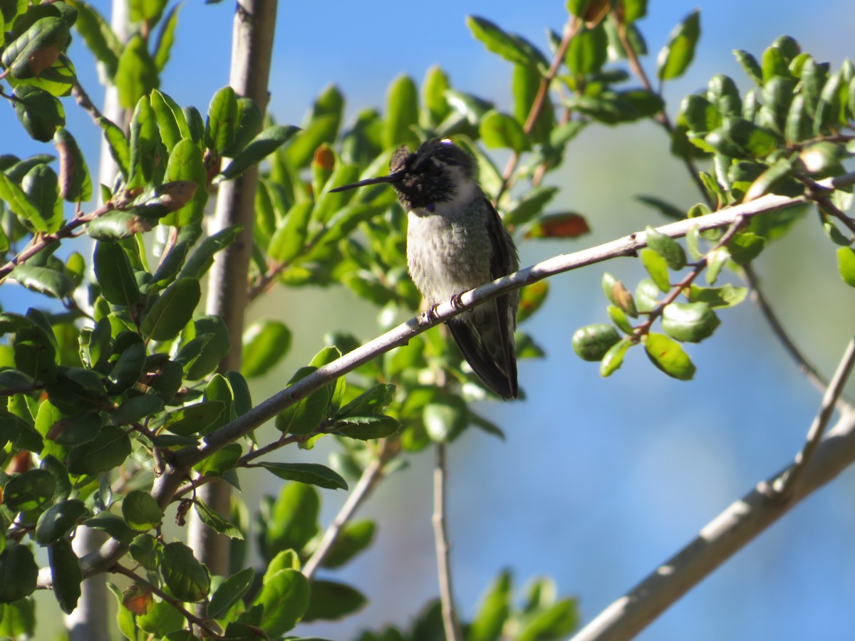 Costa's Hummingbird - ML611436937